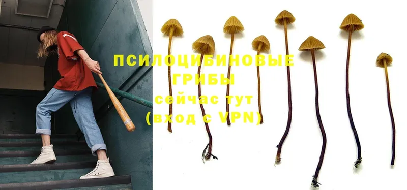 Галлюциногенные грибы Psilocybine cubensis  Байкальск 